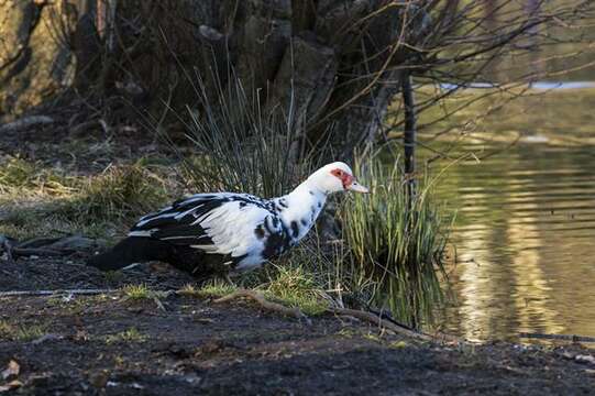 Image de Cairina Fleming & J 1822