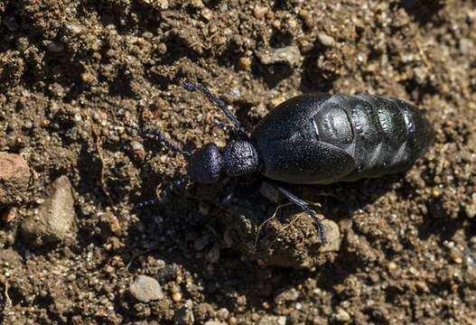 Image of <i>Meloe proscarabaeus</i>