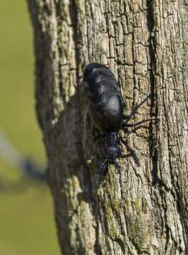 Image of <i>Meloe proscarabaeus</i>