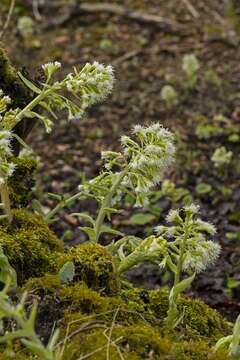 Plancia ëd Petasites