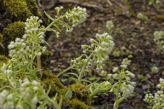 Image of butterbur