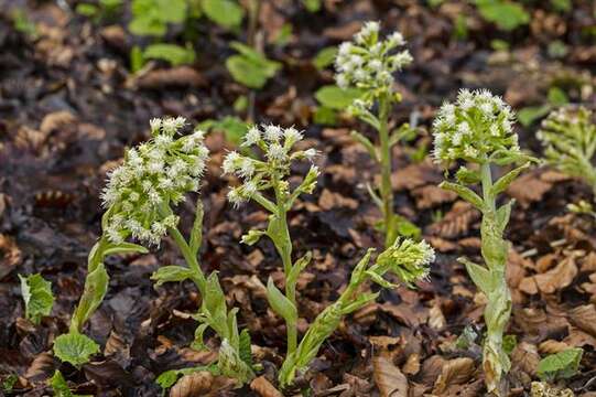 Image of butterbur