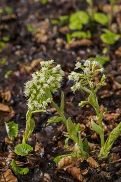 Image of butterbur