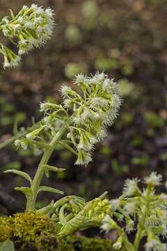 Image of butterbur