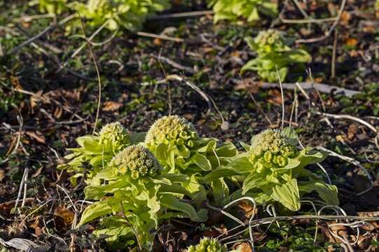 Image of butterbur