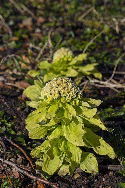 Image of butterbur