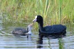 Imagem de Fulica Linnaeus 1758