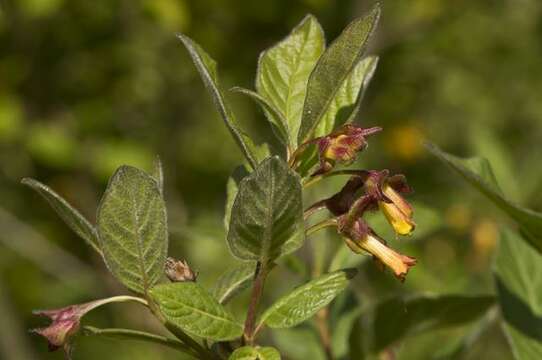 Image of honeysuckle