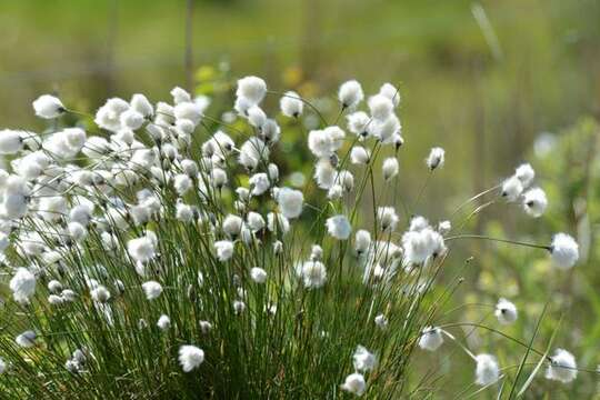 Image de Eriophorum