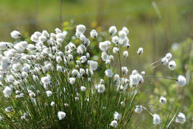 Image of cottongrass