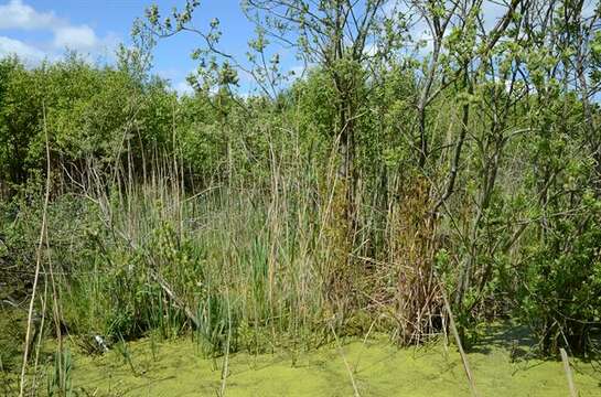 Image of osmunda