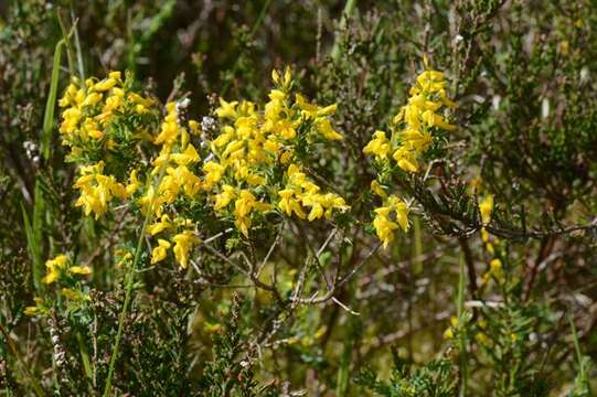 Imagem de Genista anglica L.