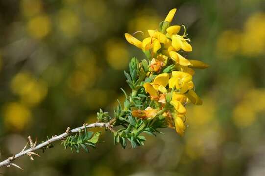 Слика од Genista anglica L.