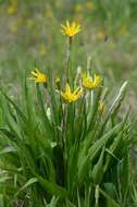 Image of salsify