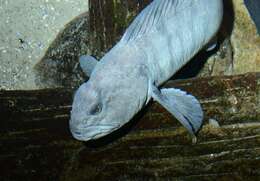 Image of wolffishes