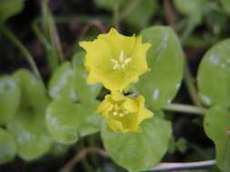 Image of yellow loosestrife