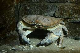 Image of rock crabs