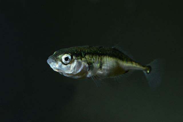 Image of sticklebacks