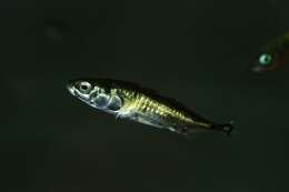 Image of sticklebacks