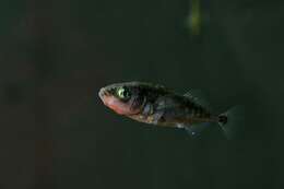 Image of sticklebacks