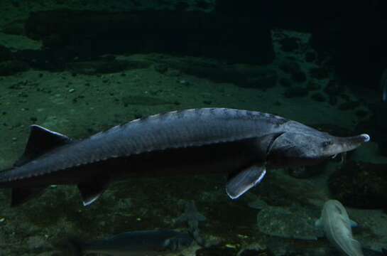 Image of beluga