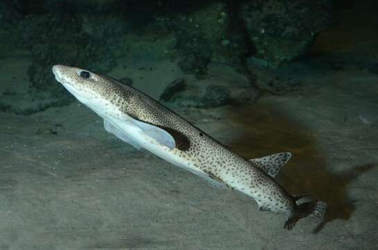 Image of Spotted cat sharks