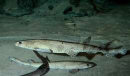 صورة Scyliorhinus