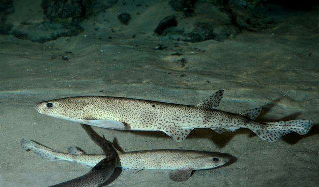 Image of Spotted cat sharks