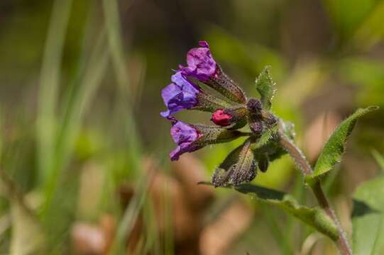 Plancia ëd Pulmonaria obscura Dumort.