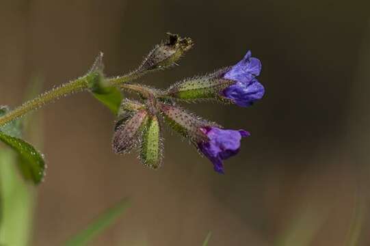 Plancia ëd Pulmonaria obscura Dumort.