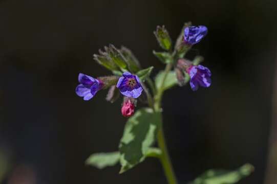 Plancia ëd Pulmonaria obscura Dumort.