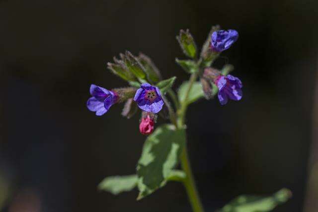 Image of Pulmonaria obscura Dumort.