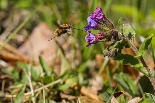 Image of Pulmonaria obscura Dumort.