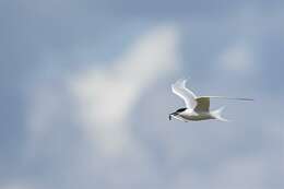 Image of Sandwich tern