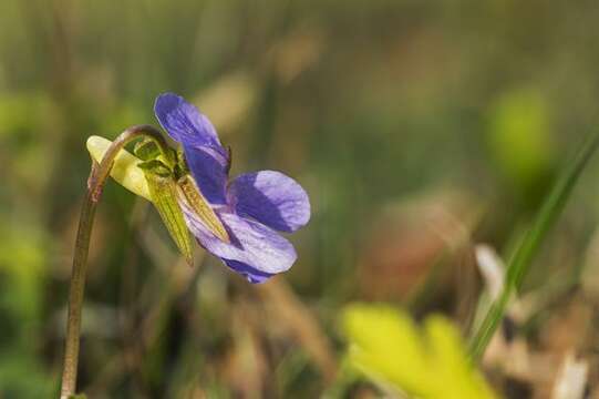 Image of wonder violet