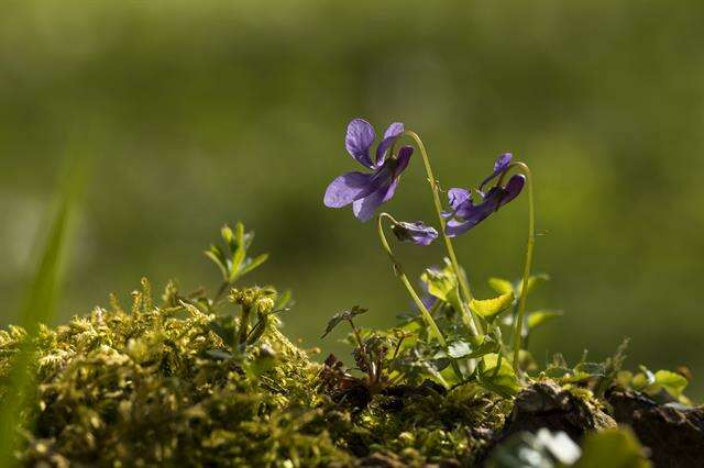 Слика од Viola reichenbachiana Jord. ex Boreau