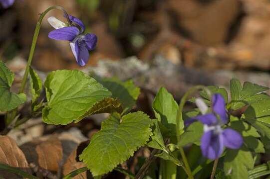 Image of violet