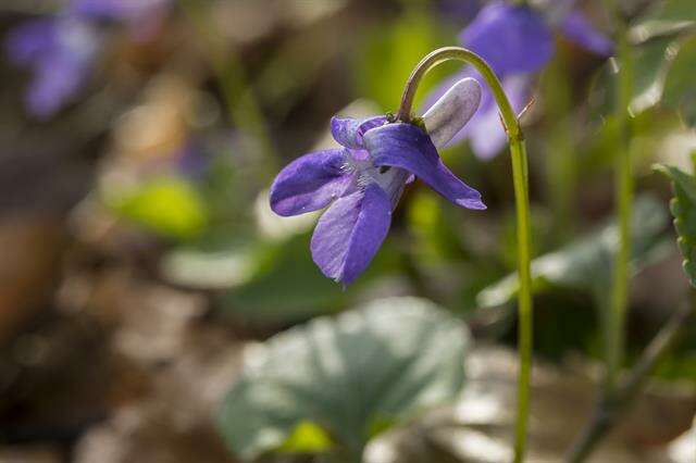 Image of violet