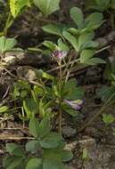 Image de Corydalis intermedia (L.) Merat