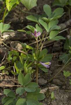 Image of Corydalis intermedia (L.) Merat