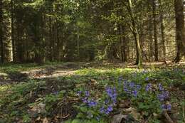 Image of early dog-violet