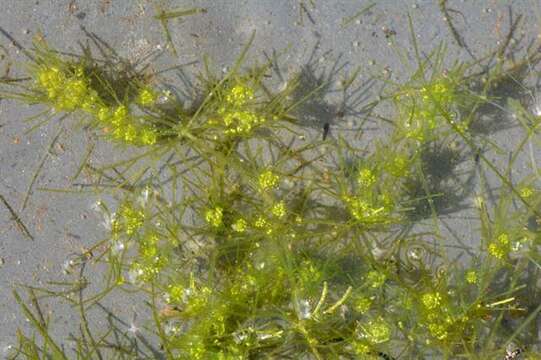 Image of Slimy-fruited Stonewort