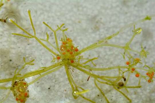 Image of Slimy-fruited Stonewort