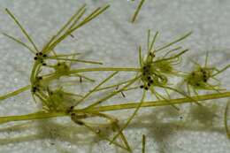 Image of Slimy-fruited Stonewort