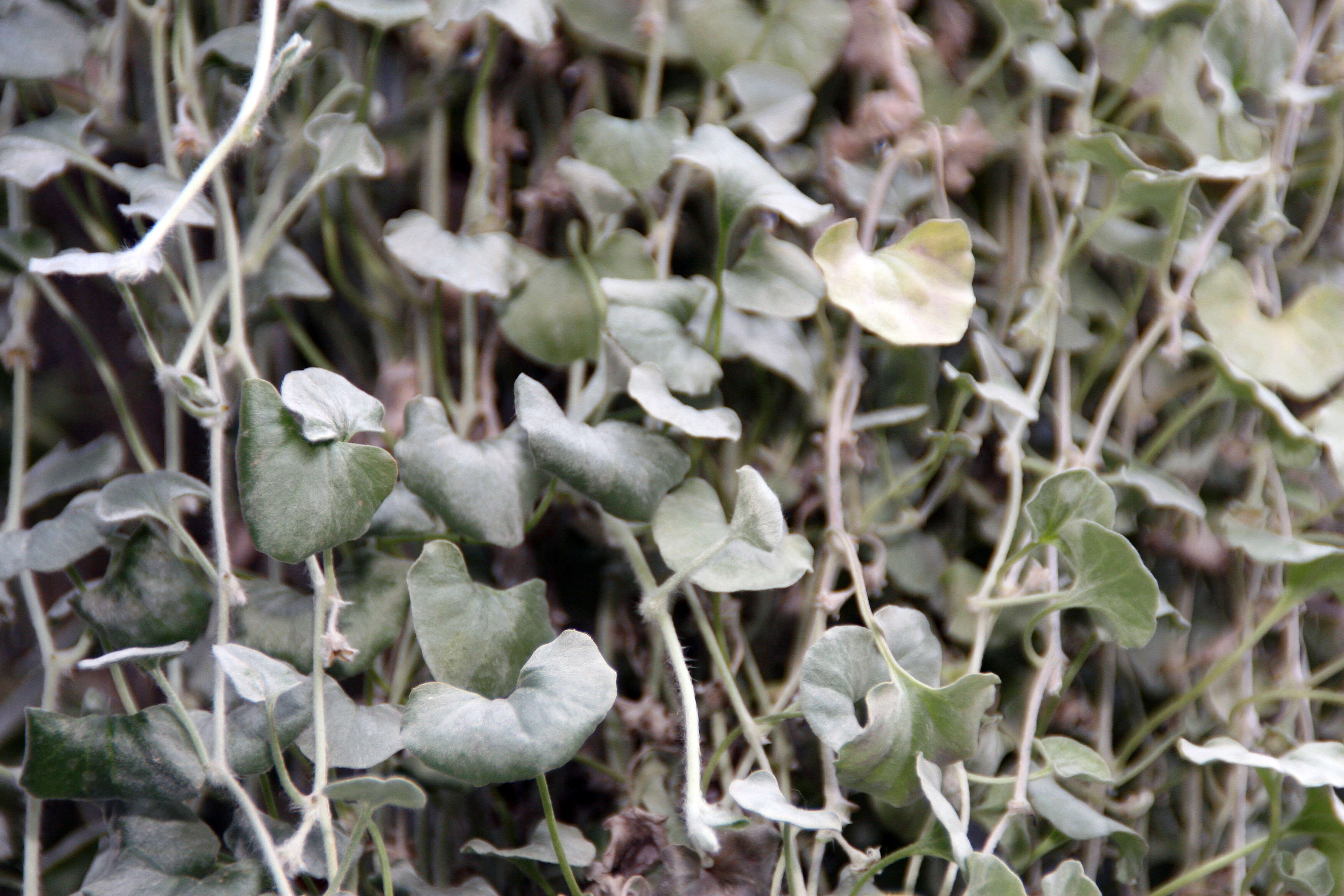 Image of silver ponysfoot