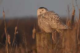 Image of Snowy Owl