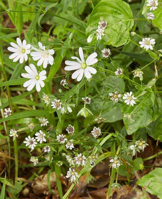 Image of Stellaria