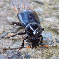 Image of Nicrophorus (Nicrophorus) concolor (Kraatz 1877)