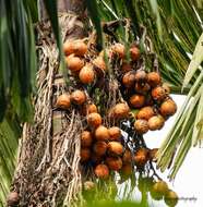 Image of betel palm