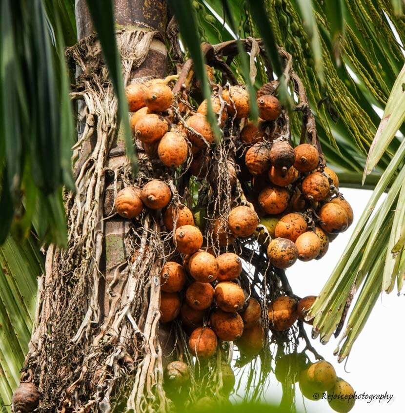 Image of betel palm